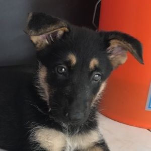 Meet your Posher, Xavier